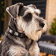 Tobby Vasquez joined the competition — help win amazing prizes! dog, schnauzer, pet, canine, portrait, close_up, beard, bushy_eyebrows, salt_and_pepper, fur, collar, indoor, home, sitting, alert, brown_eyes, black_nose, fluffy, animal, photography