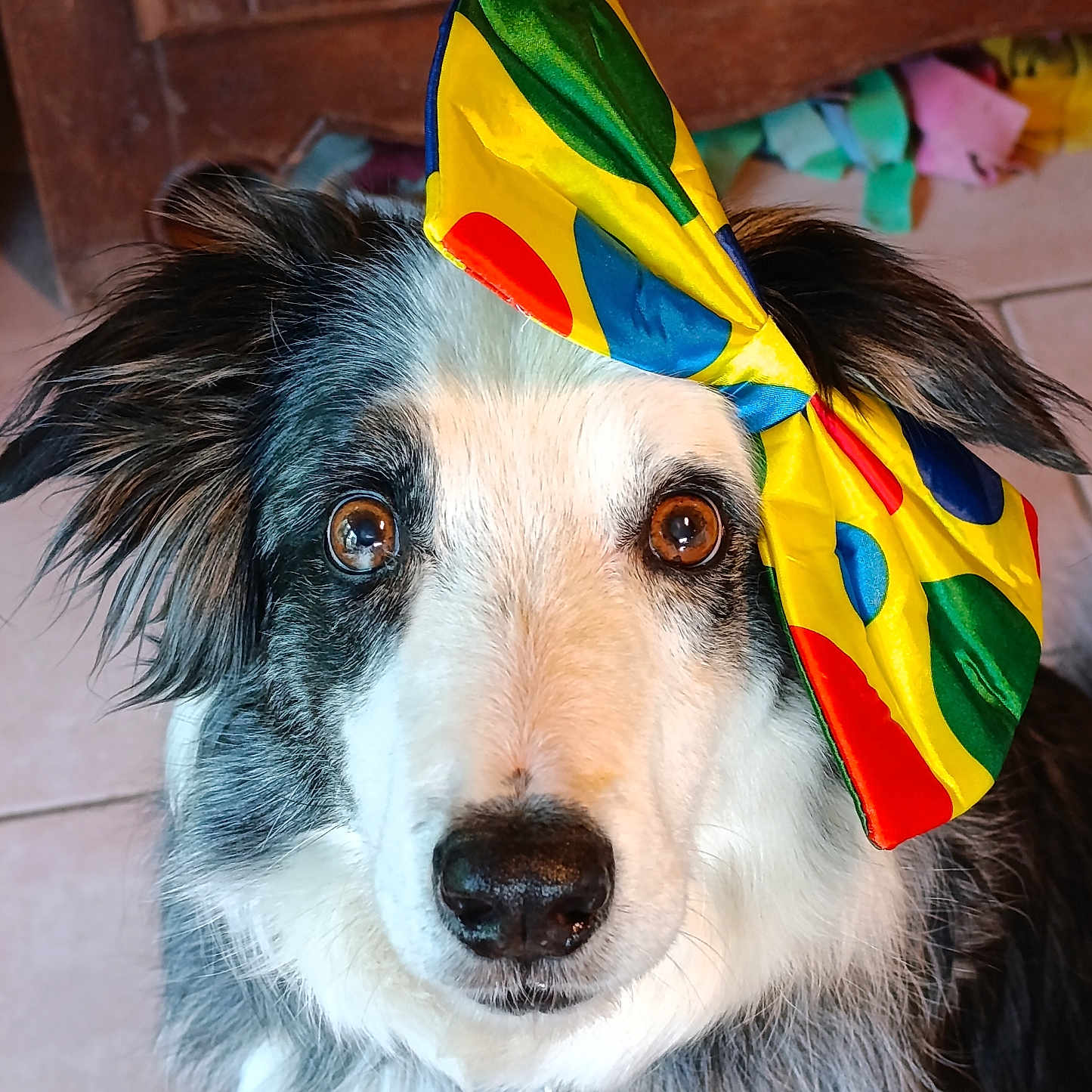 Ithaque participe au concours pour gagner de l'argent avec cette photo : dog, bow, colorful, polka_dot, pet, portrait, close_up, indoor, fur, ears, brown_eyes, black_nose, wooden_background, tile_floor, curious, cute, animal, companion, domestic, playful