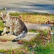 Junior is registered to the contest to win money with this photo: animal, bushytail, cat, collar, curious, daylight, feline, garden, grass, gray_tabby, ground, leaves, mammal, nature, outdoor, pet, shadows, stone_path, sunlight, walking
