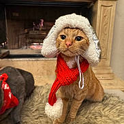 Jacque is registered to the contest to win money with this photo: animal, cat, cozy, cute, festive, fireplace, fur_rug, ginger_cat, hat, holiday, indoors, knitted, mammal, pet, pom_pom, red_scarf, rug, scarf, warm, winter_hat