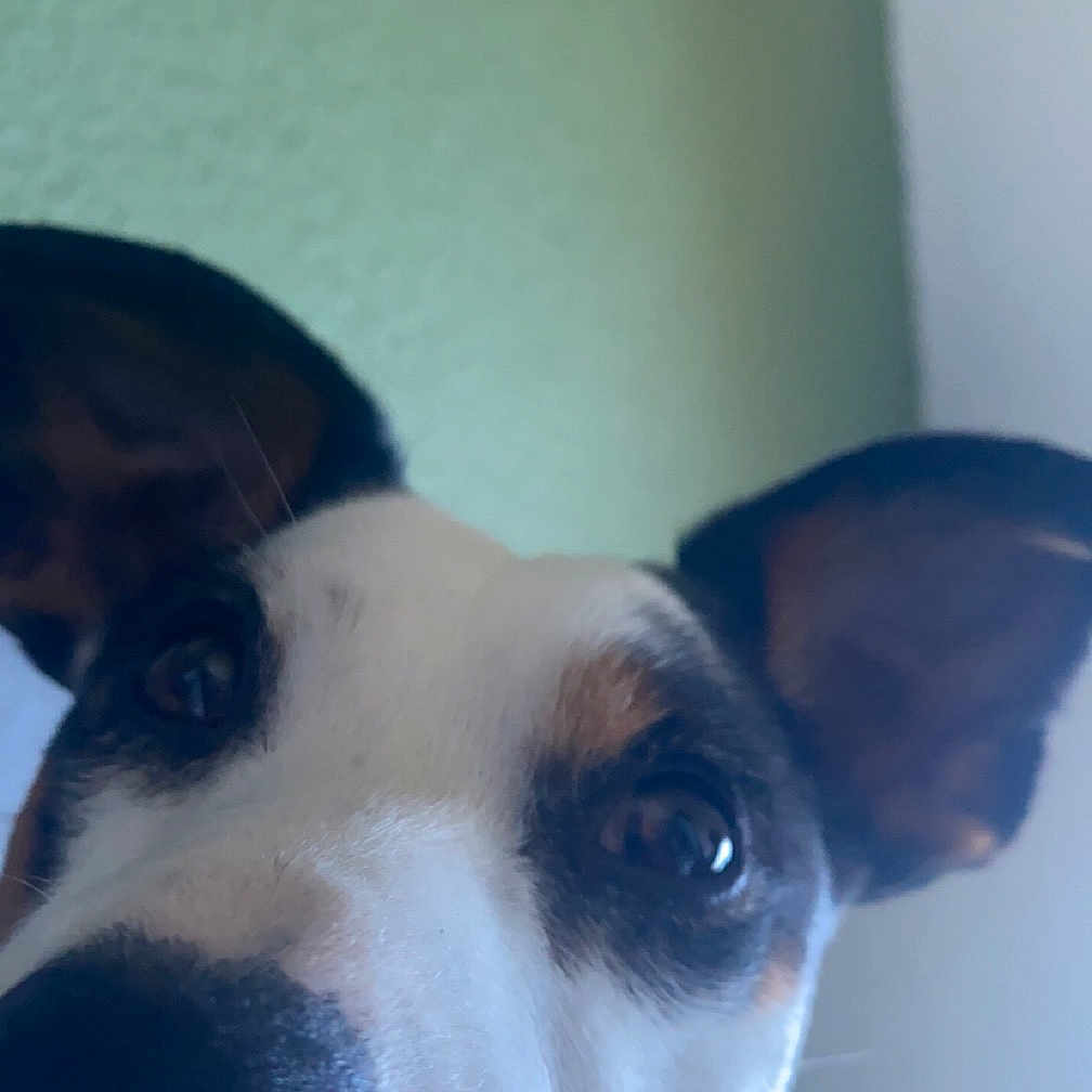 Taïko participe au concours pour gagner de l'argent avec cette photo : accessories, animal, bodypart, bulldog, canine, dog, face, head, hound, husky, indoors, interiordesign, mouth, person, pet, photography, portrait, puppy, snout, whitedog