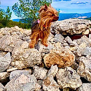 Lily participe au concours pour gagner de l'argent avec cette photo : dog, rock, outdoor, nature, sky, cloud, tree, fur, small_dog, mountain, landscape, animal, pet, windy, scenic, brown, standing, wild, adventure, canine