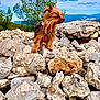 dog, rock, outdoor, nature, sky, cloud, tree, fur, small_dog, mountain, landscape, animal, pet, windy, scenic, brown, standing, wild, adventure, canine