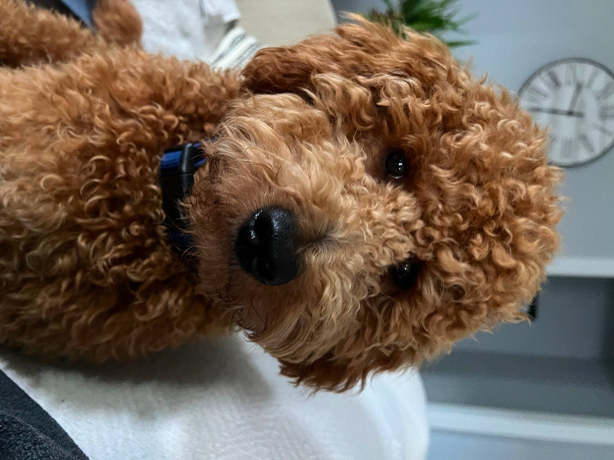 Chewy joined the competition — help win amazing prizes! canidae, carnivore, clock, companion_dog, dog, dog_breed, event, fawn, fur, houseplant, pet_supply, plush, snout, sporting_group, stuffed_toy, teddy_bear, terrier, toy, water_dog, working_animal