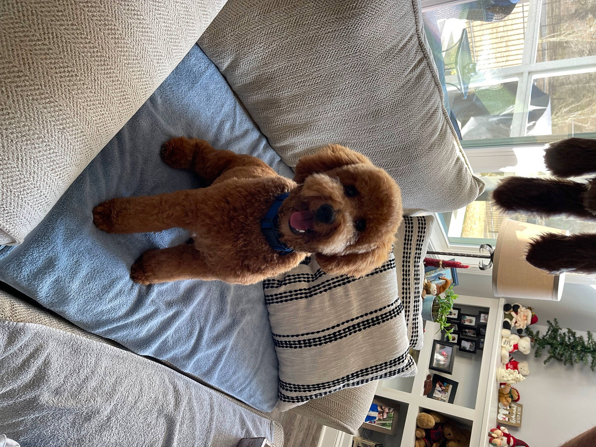 Chewy is registered to the contest to win money with this photo: comfort, companion_dog, couch, fashion_accessory, fawn, fedora, felidae, fur, goggles, hat, linens, plush, room, shelving, small_to_medium_sized_cats, stuffed_toy, sunglasses, toy, wood, wool