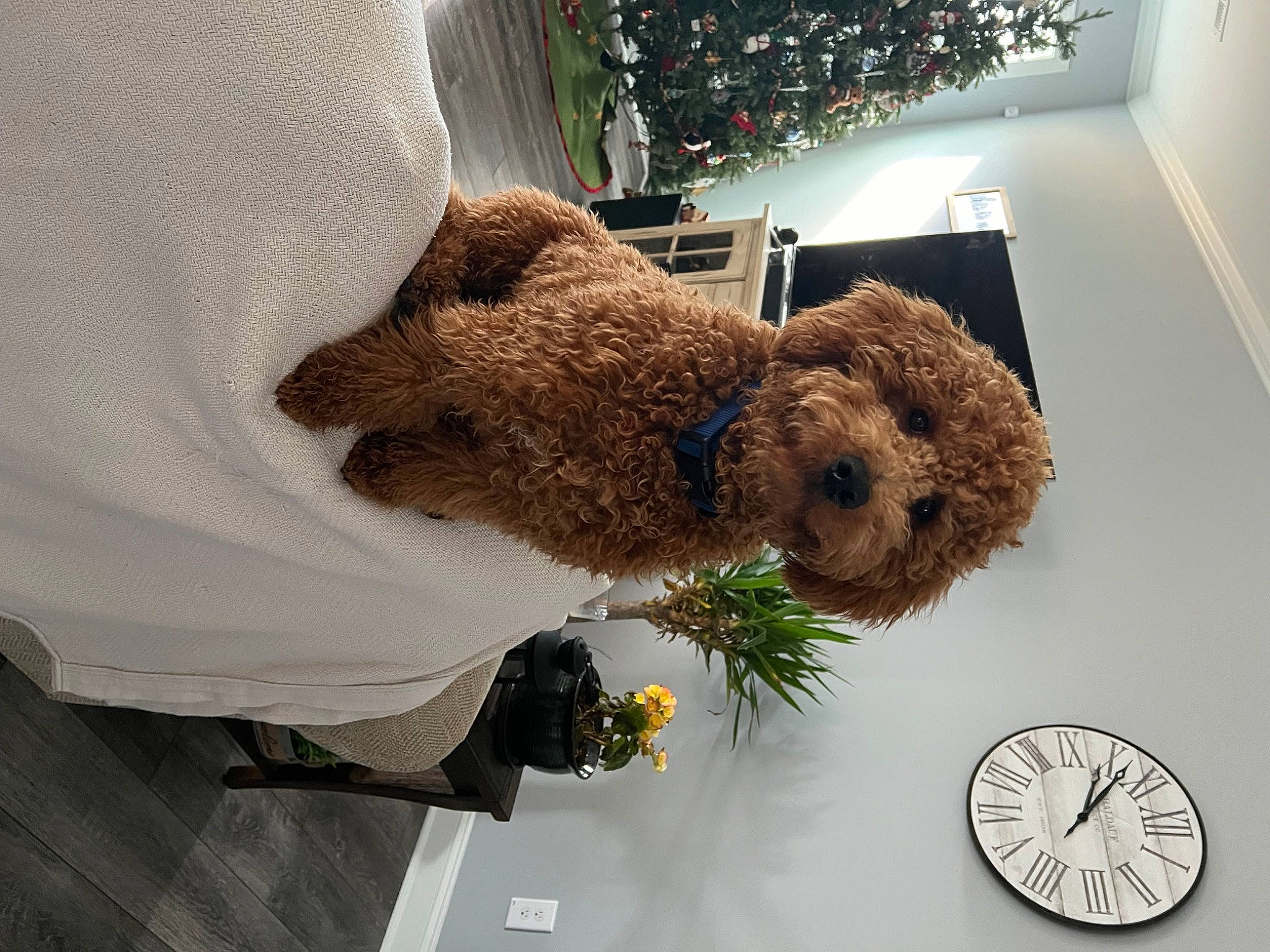 Chewy is registered to the contest to win money with this photo: carnivore, companion_dog, cut_flowers, dog, dog_breed, dog_supply, flower, flower_arranging, fur, liver, pet_supply, plant, poodle, room, sporting_group, terrier, toy, toy_dog, water_dog, working_animal