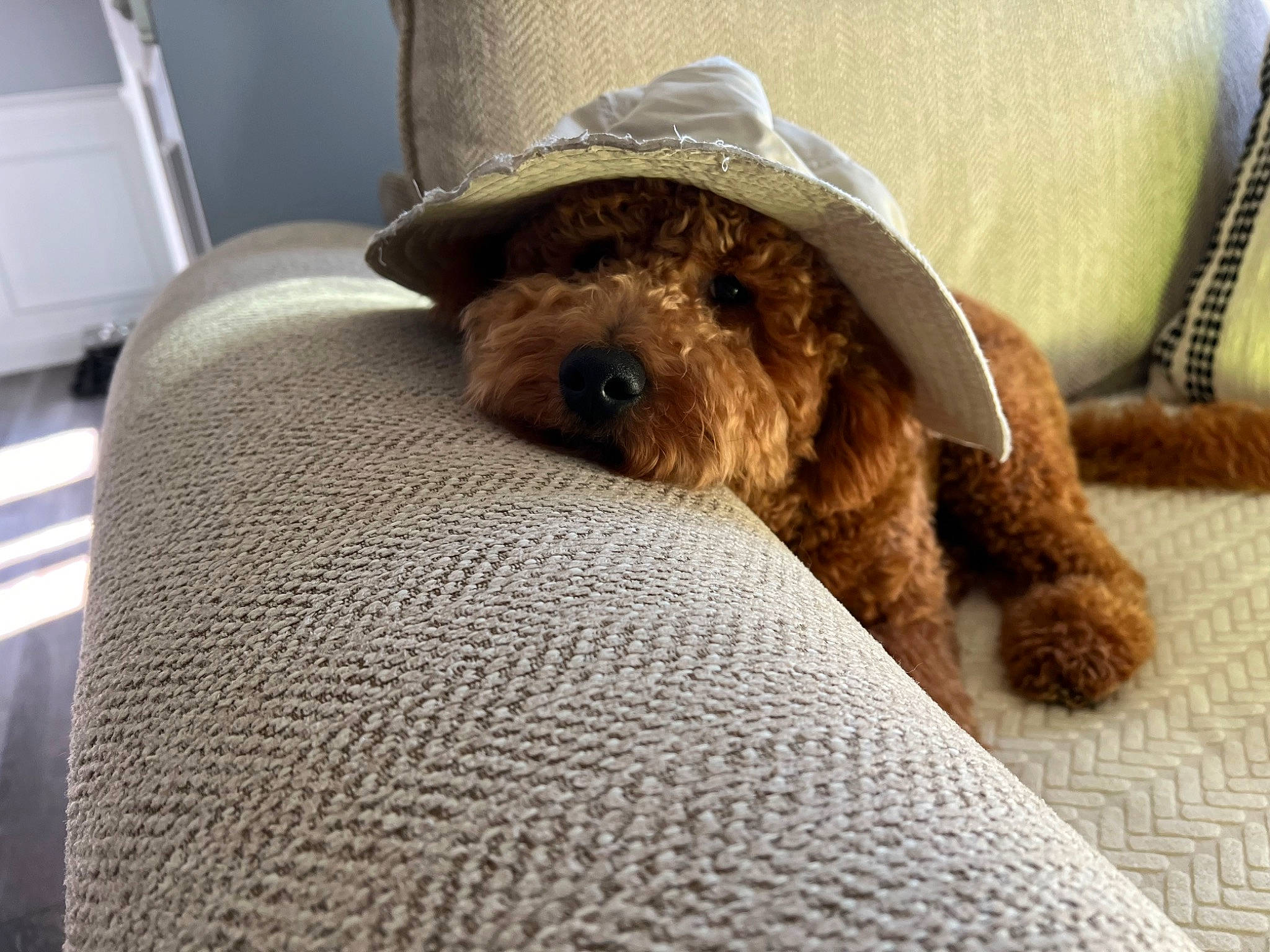 Chewy joined the competition — help win amazing prizes! canidae, carnivore, comfort, companion_dog, dog, dog_breed, fawn, flooring, fur, hat, linens, liver, room, snout, sporting_group, sun_hat, terrier, toy_dog, water_dog, working_animal
