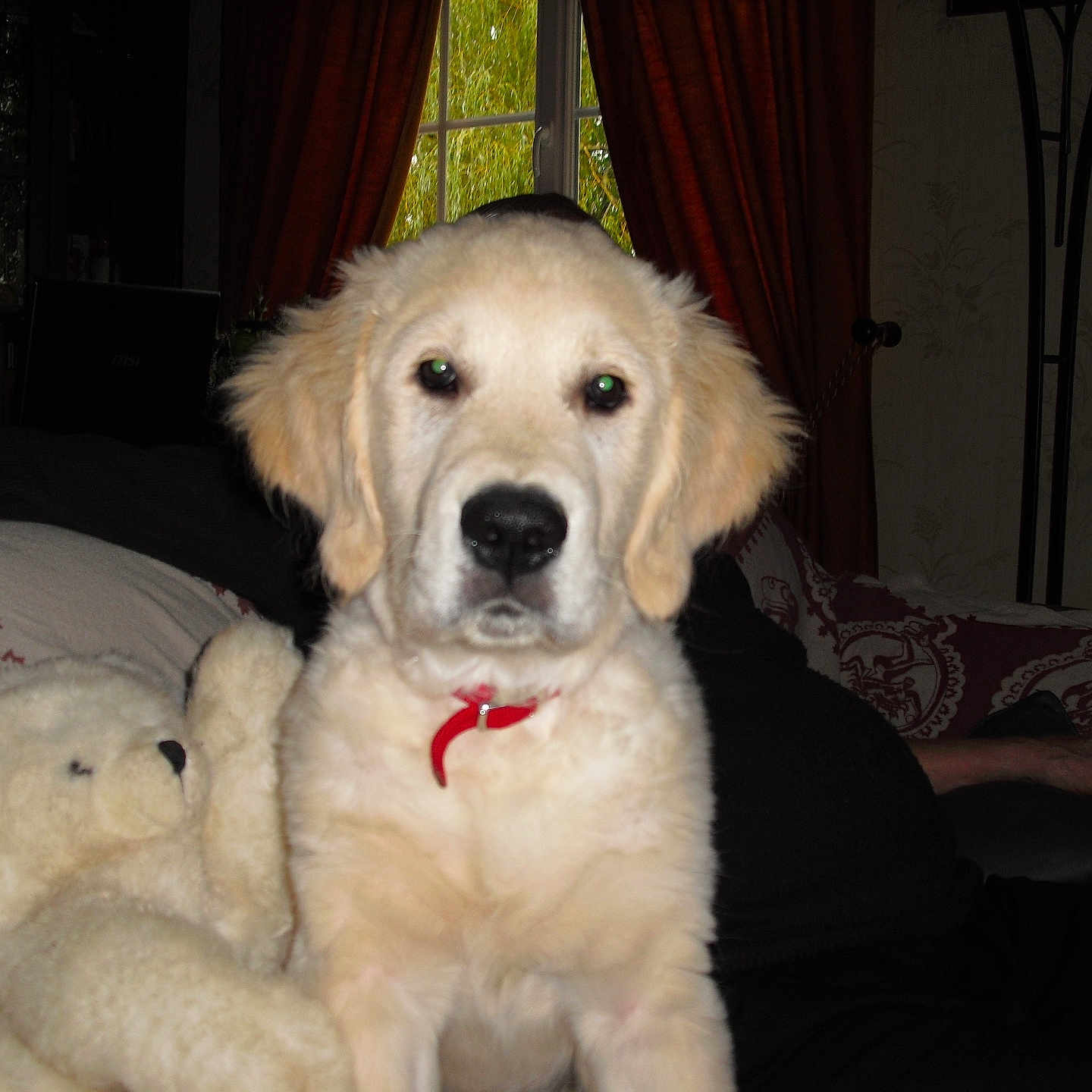 Ucky participe au concours pour gagner de l'argent avec cette photo : animal, black_clothing, collar, couch, curtains, dog, fluffy, furniture, golden_retriever, home, indoor, living_room, person, pet, portrait, puppy, sitting, teddy_bear, toy, window