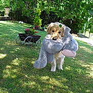 Heidi participe au concours pour gagner de l'argent avec cette photo : animal, canine, daylight, dog, flower_cart, garden, golden_retriever, grass, greenery, leafy, nature, outdoor, pet, playful, plush_toy, summer, sunlight, toy, tree, yard