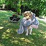 animal, canine, daylight, dog, flower_cart, garden, golden_retriever, grass, greenery, leafy, nature, outdoor, pet, playful, plush_toy, summer, sunlight, toy, tree, yard