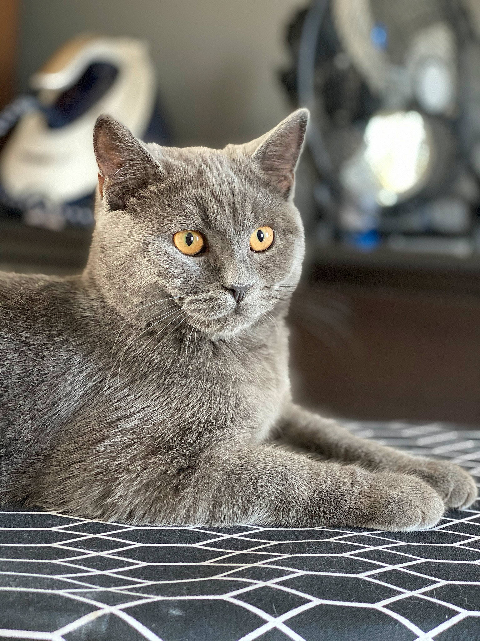 Khalua is registered to the contest to win money with this photo: british_shorthair, carnivore, cat, chartreux, domestic_short_haired_cat, felidae, grey, iris, korat, pet_supply, russian_blue, small_to_medium_sized_cats, snout, terrestrial_animal, vertebrate, whiskers