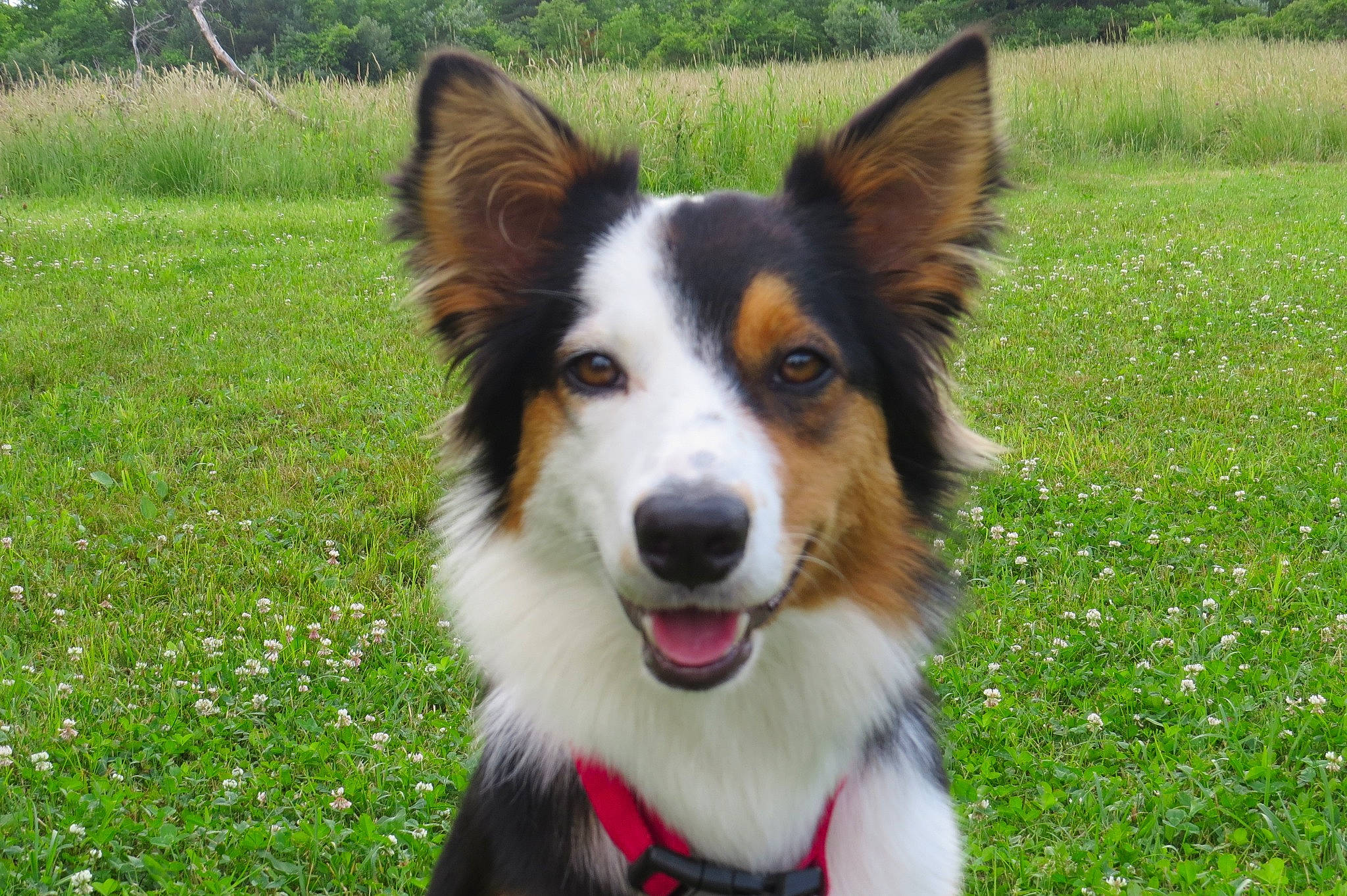 Maggie joined the competition — help win amazing prizes! australian_collie, australian_shepherd, border_collie, canidae, carnivore, companion_dog, dog, dog_breed, english_shepherd, herding_dog, mammal, scotch_collie, snout, sporting_group, vertebrate, welsh_sheepdog, working_dog