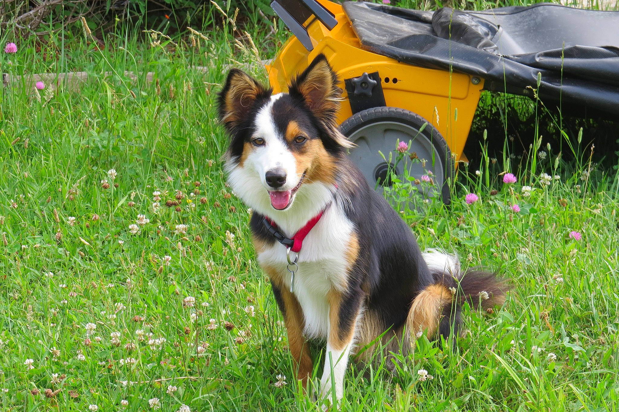 Maggie joined the competition — help win amazing prizes! appenzeller_sennenhund, australian_collie, australian_kelpie, australian_shepherd, bernese_mountain_dog, canidae, carnivore, companion_dog, dog, dog_breed, english_shepherd, herding_dog, mammal, rare_breed_dog, sporting_group, vertebrate, welsh_sheepdog, working_dog