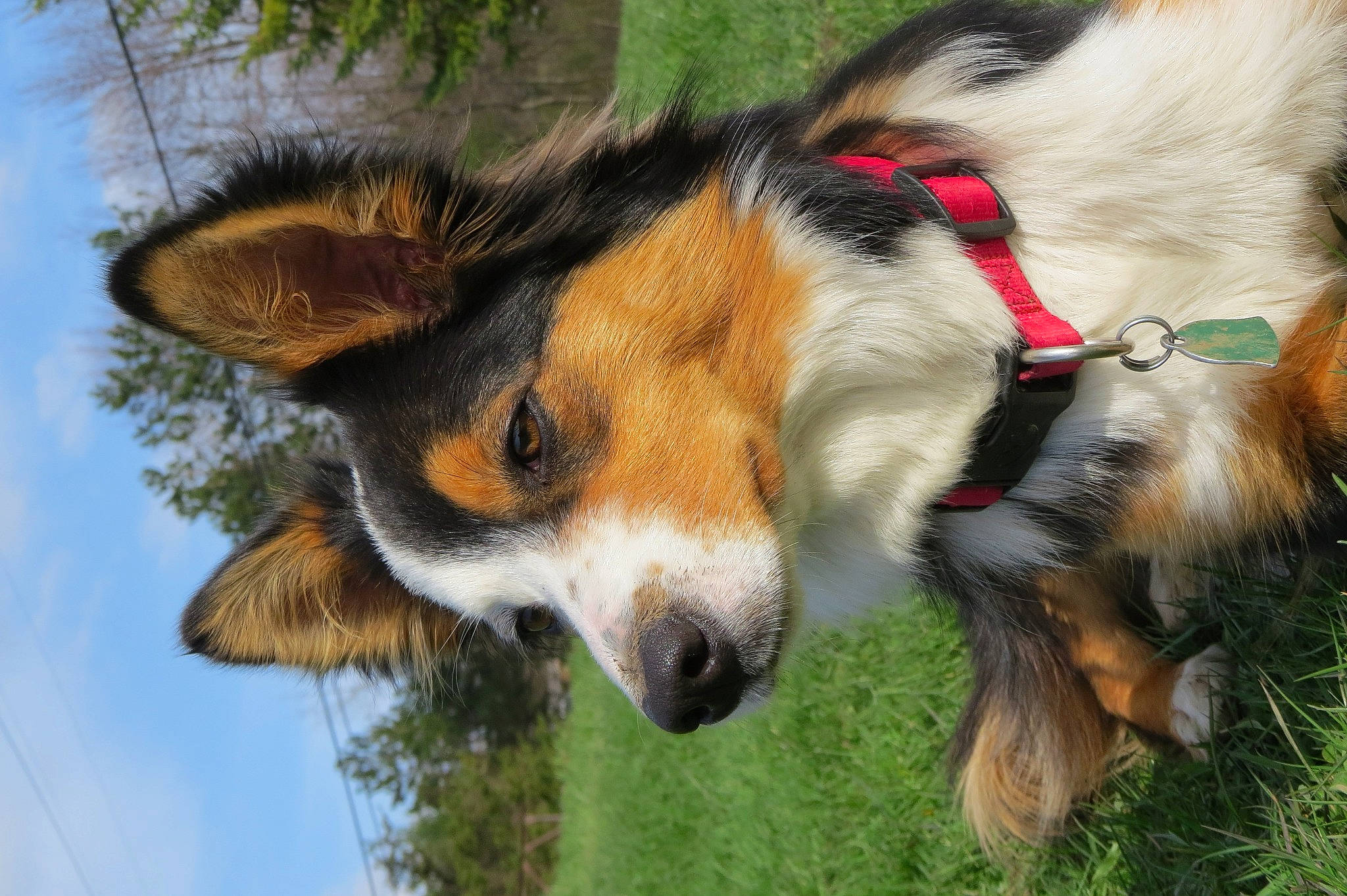 Maggie is registered to the contest to win money with this photo: bernese_mountain_dog, canidae, cardigan_welsh_corgi, carnivore, companion_dog, dog, dog_breed, english_shepherd, grass, mammal, snout, sporting_group, vertebrate, welsh_sheepdog, working_dog