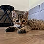 kitten, cat, tabby, fur, whiskers, floor, wooden_floor, living_room, sofa, table, curious, pet, animal, cute, closeup, young, paws, indoor, resting, domestic