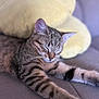 cat, tabby, sleeping, couch, pillow, feline, pet, cozy, relaxed, indoor, whiskers, fur, animal, resting, closeup, soft, cute, peaceful, home, stretching