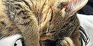 Athina participe au concours pour gagner de l'argent avec cette photo : cat, kitten, sleeping, tabby, fur, paw, closeup, soft, cozy, blanket, fabric, black, white, striped, cute, pet, animal, indoor, resting, relaxed