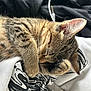 cat, kitten, sleeping, tabby, fur, paw, closeup, soft, cozy, blanket, fabric, black, white, striped, cute, pet, animal, indoor, resting, relaxed