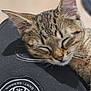 cat, kitten, sleeping, tabby, fur, whiskers, ear, close_up, patch, black_fabric, paris_saint_germain, rest, nap, animal, pet, cute, soft, peaceful, relaxation, indoor