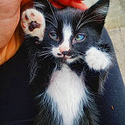 Hobo joined the competition — help win amazing prizes! kitten, cat, paw, black_and_white, pet, close_up, animal, feline, cute, young, whiskers, hand, sleepy, fur, domestic_animal, portrait, pet_owner, relaxing, indoor, adorable