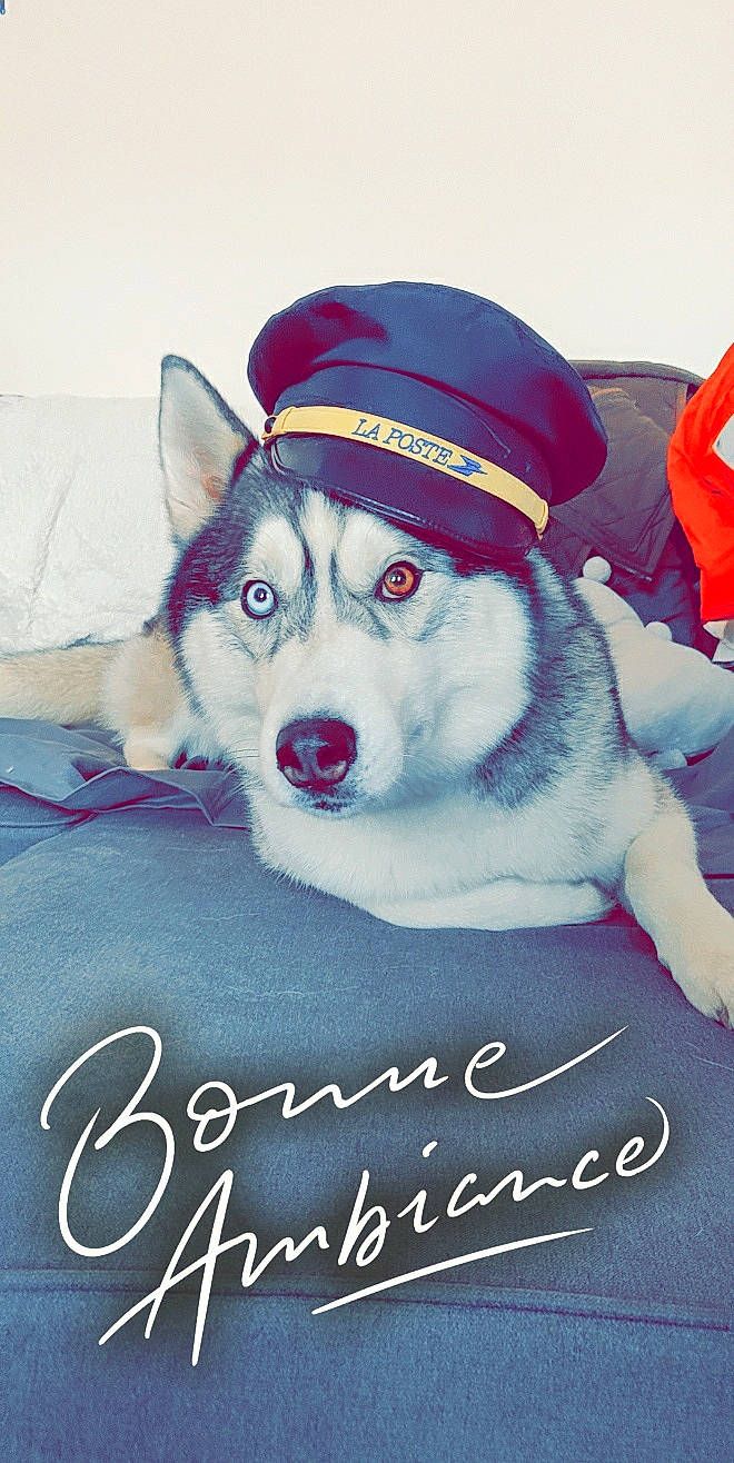 Nanouk participe au concours pour gagner de l'argent avec cette photo : cap, carnivore, collar, companion_dog, dog, dog_breed, dog_supply, fashion_accessory, font, fur, fur_clothing, happy, leash, pet_supply, photo_caption, siberian_husky, sled_dog, snout, sporting_group, winter