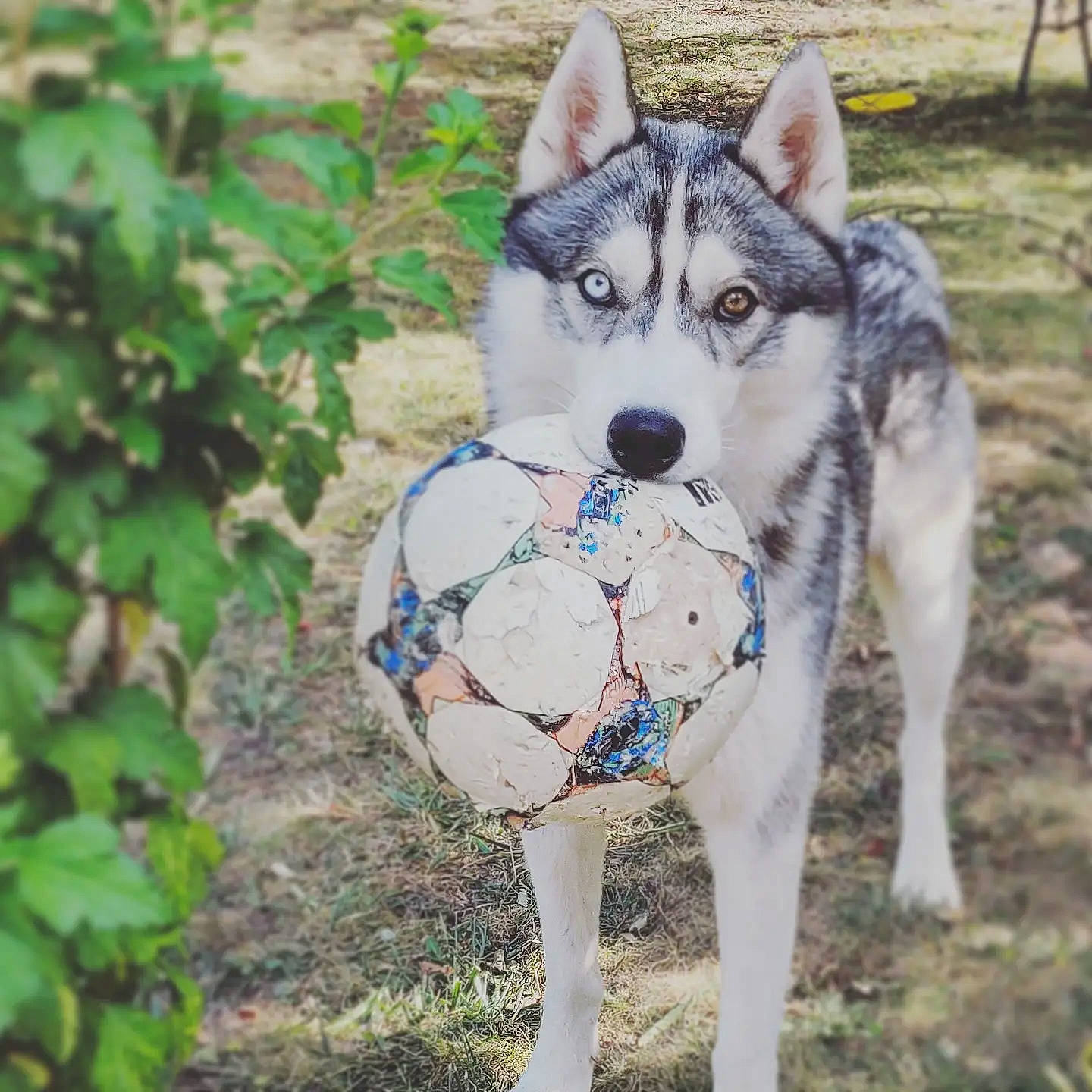 Nanouk a rejoint le concours — aidez-le/la à gagner de superbes lots ! carnivore, collar, companion_dog, dog, dog_breed, dog_clothes, dog_supply, fashion_accessory, fawn, grass, leash, pet_supply, plant, siberian_husky, sled_dog, snout, sporting_group, tail, wolf, working_animal