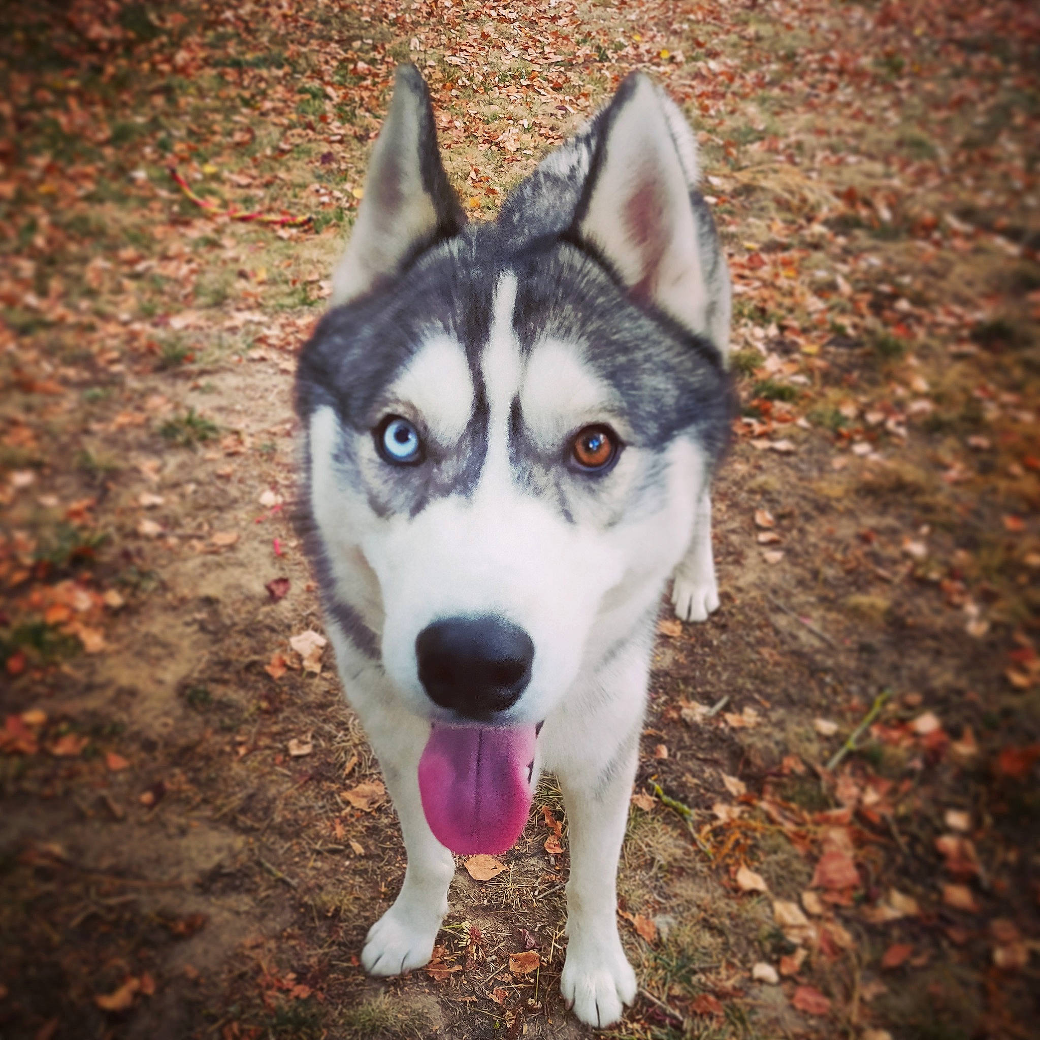 Nanouk participe au concours pour gagner de l'argent avec cette photo : ancient_dog_breeds, art, canadian_eskimo_dog, canidae, canis, carnivore, companion_dog, dog, dog_breed, eye, fur, grass, siberian_husky, sled_dog, snout, sporting_group, whiskers, wolf, working_animal, working_dog
