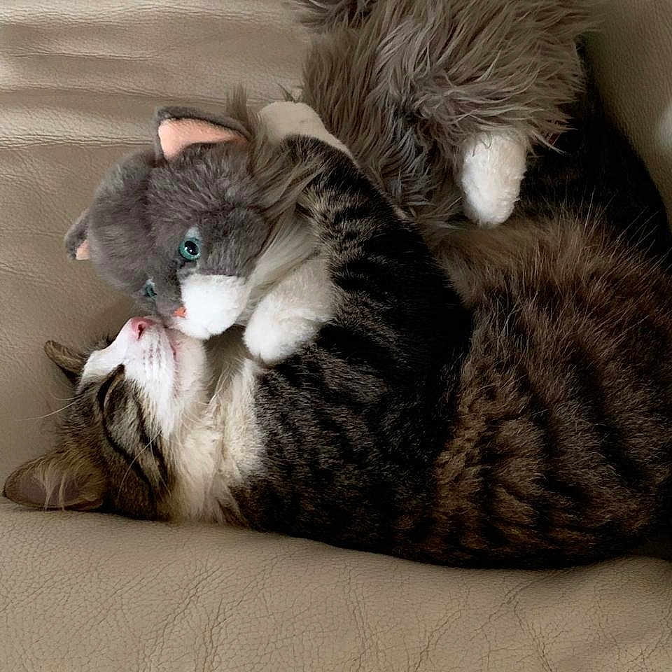 Nilou