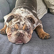 Sir York is registered to the contest to win money with this photo: bulldog, dog, pet, couch, pillow, indoor, animal, fur, face, ears, nose, eyes, front_paws, resting, looking, home, cozy, gray, texture, cute