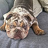 bulldog, dog, pet, couch, pillow, indoor, animal, fur, face, ears, nose, eyes, front_paws, resting, looking, home, cozy, gray, texture, cute