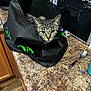 cat, tabby_cat, bag, kitchen_counter, spoon, microwave, clock, reusable_bag, curious, domestic_cat, indoor, feline, pet, household, closeup, countertop, wood_floor, cabinet, kitchen, black_bag