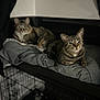 cat, tabby_cat, pet, animal, feline, indoor, cushion, gray, resting, cozy, fur, whiskers, ears, eyes, bed, blurred_background, domestic, mammal, two_cats, soft_lighting