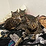 cat, tabby_cat, pet, indoor, blanket, pillow, feline, sleepy, resting, cozy, fur, animal, striped, bedroom, home, cute, mammal, whiskers, relaxed, domestic_cat