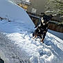 dog, puppy, snow, winter, outdoor, sunlight, black_dog, small_dog, canine, pet, animal, fence, house, tree, daylight, nature, cold, playful, cute, fur