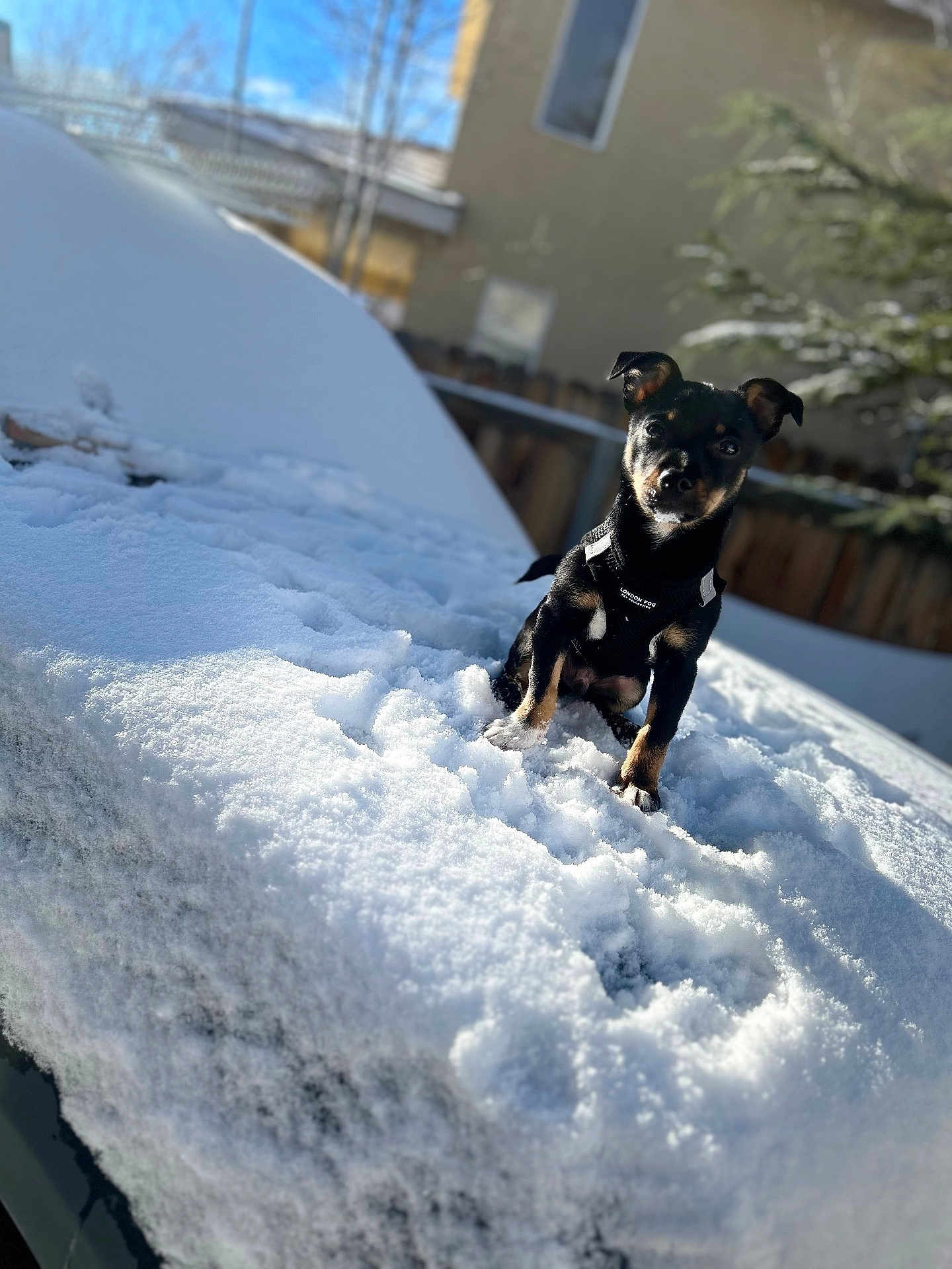 Paco