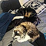 cat, dog, sleeping, bed, blanket, clothes, pillow, indoor, pet, furry, tabby_cat, small_dog, black_dog, tan_dog, cozy, resting, pile, fabric, casual, relaxed