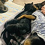 dog, cat, black_cat, tabby_cat, blanket, sweater, indoor, floor, bed, sleeping, hugging, pet, animal, paw_print, furniture, cozy, resting, companion, cute, relaxing