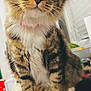 Itzy joined the competition — help win amazing prizes! cat, tabby, close_up, pet, animal, curious, kitchen, sink, white_paws, feline, whiskers, indoor, fur, domestic_cat, cute, portrait, eyes, mammal, household, tabby_cat