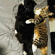 Itzy is registered to the contest to win money with this photo: cat, black_cat, tabby_cat, pets, feline, bed, gray_bed_sheet, snuggling, affection, whiskers, tail, fur, domestic_animal, animal_pair, resting, cute, cozy, paw, indoor, companionship