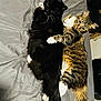 cat, black_cat, tabby_cat, pets, feline, bed, gray_bed_sheet, snuggling, affection, whiskers, tail, fur, domestic_animal, animal_pair, resting, cute, cozy, paw, indoor, companionship