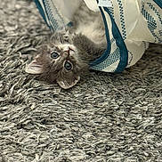 Truffles joined the competition — help win amazing prizes! kitten, cat, gray_cat, fluffy, playful, curious, fabric, patterned_fabric, rug, gray_rug, indoor, pet, animal, cute, young_cat, lying_down, close_up, whiskers, ears, feline