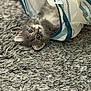 kitten, cat, gray_cat, fluffy, playful, curious, fabric, patterned_fabric, rug, gray_rug, indoor, pet, animal, cute, young_cat, lying_down, close_up, whiskers, ears, feline