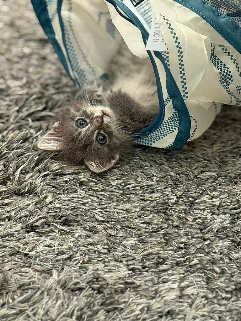 Truffles joined the competition — help win amazing prizes! kitten, cat, gray_cat, fluffy, playful, curious, fabric, patterned_fabric, rug, gray_rug, indoor, pet, animal, cute, young_cat, lying_down, close_up, whiskers, ears, feline
