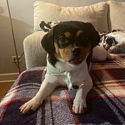 Callista joined the competition — help win amazing prizes! animal, bandana, blanket, comfort, couch, cozy, cute, dog, ears, face, fur, home, indoor, living_room, looking, paw, pet, plaid, resting, small_dog