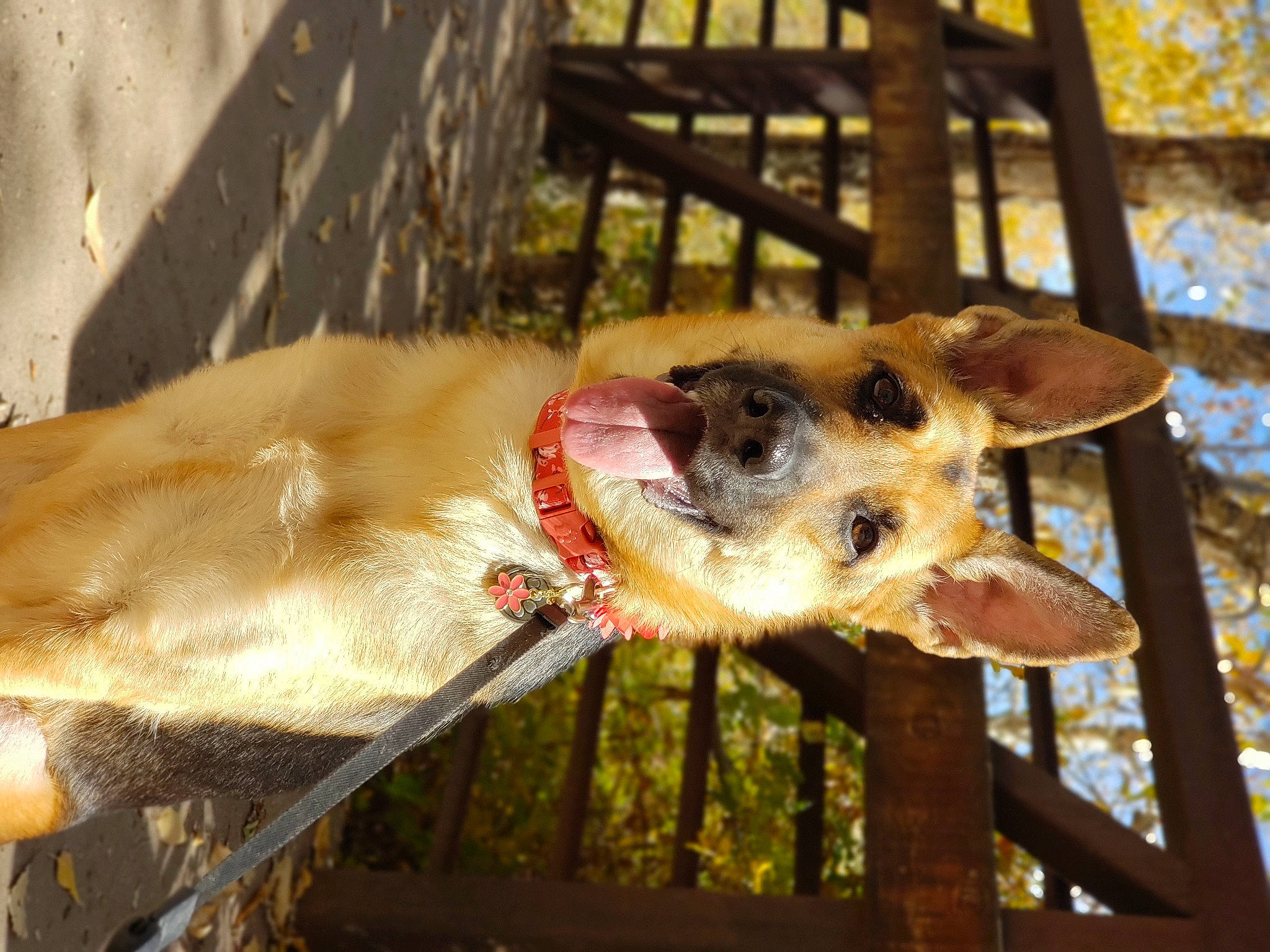 Aspen joined the competition — help win amazing prizes! animal_shelter, canidae, carnivore, collar, companion_dog, dog, dog_breed, fawn, liver, pet_supply, snout, sporting_group, tongue, vertebrate, whiskers, working_animal, working_dog