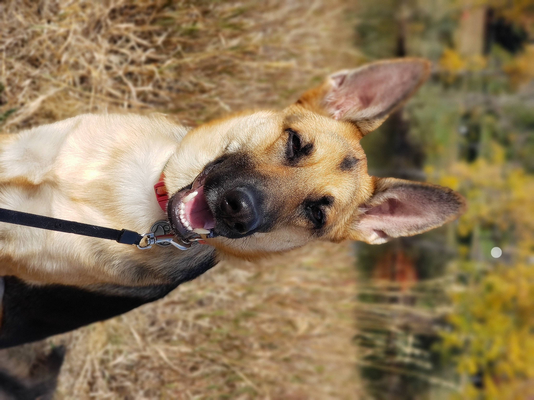 Aspen joined the competition — help win amazing prizes! canidae, carnivore, collar, companion_dog, dog, dog_breed, fawn, hunting_dog, liver, shrubland, snout, sporting_group, tongue, wildlife, working_animal, working_dog