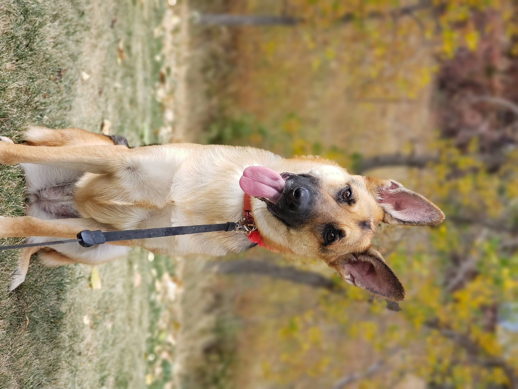 Aspen is registered to the contest to win money with this photo: canidae, carnivore, collar, companion_dog, dog, dog_breed, dog_collar, dog_supply, fawn, hunting_dog, leash, non_sporting_group, paw, pet_supply, puppy, snout, sporting_group, terrestrial_animal, working_animal, working_dog