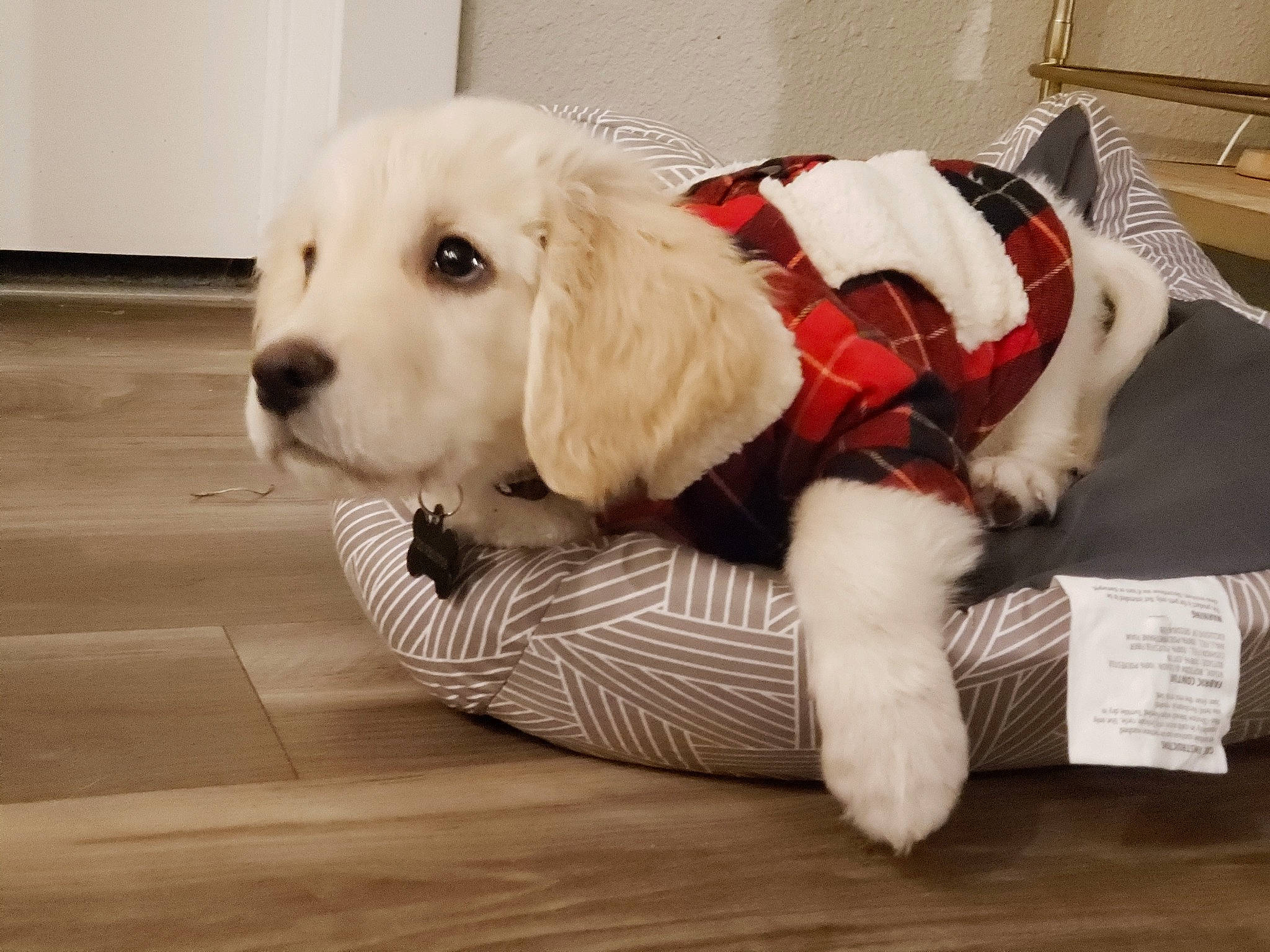 Buddy Bear is registered to the contest to win money with this photo: canidae, carnivore, companion_dog, dog, dog_breed, dog_clothes, dog_supply, floor, flooring, fur, hardwood, laminate_flooring, living_room, pet_supply, puppy, snout, sporting_group, wood_flooring, wood_stain, working_animal