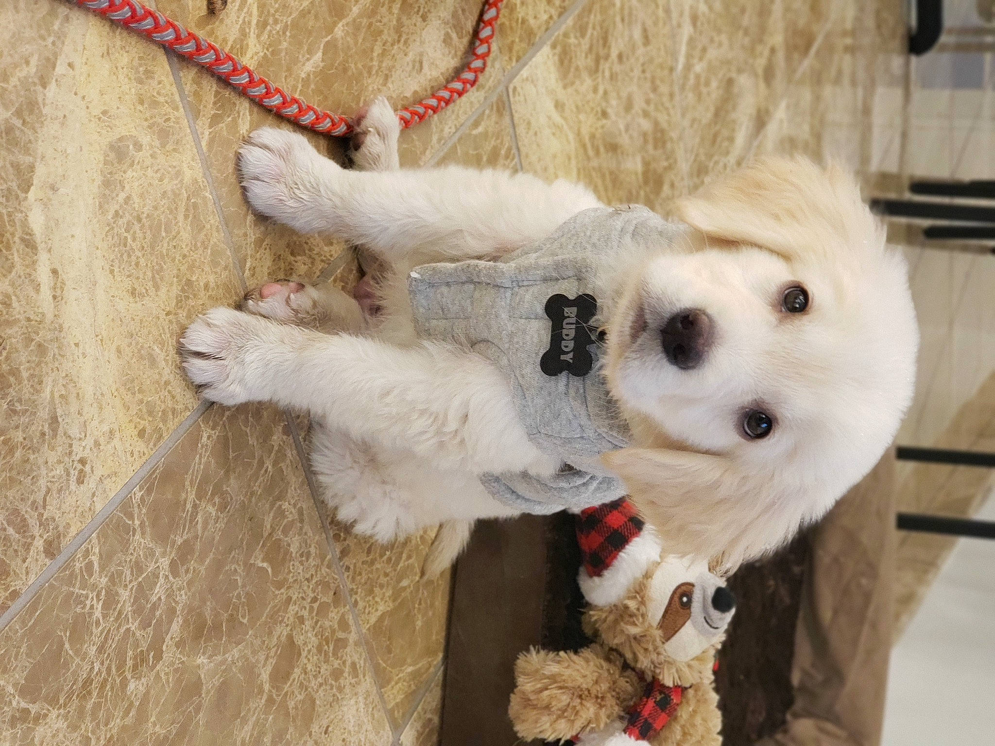 Buddy Bear is registered to the contest to win money with this photo: beige, canidae, carnivore, collar, companion_dog, dog, dog_breed, dog_collar, dog_supply, fawn, fur, iron, leash, pet_supply, rope, snout, sporting_group, stuffed_toy, vertebrate, working_animal