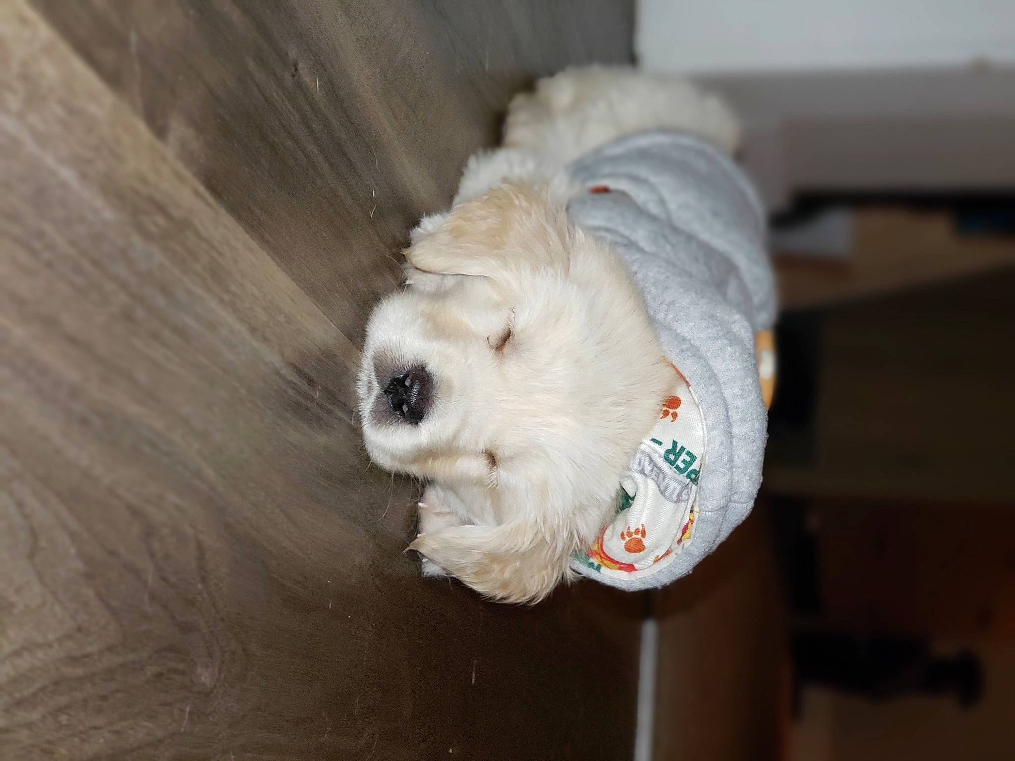 Buddy Bear joined the competition — help win amazing prizes! canidae, collar, companion_dog, dog_breed, fur, pet_supply, snout, sporting_group, stuffed_toy, whiskers, working_animal